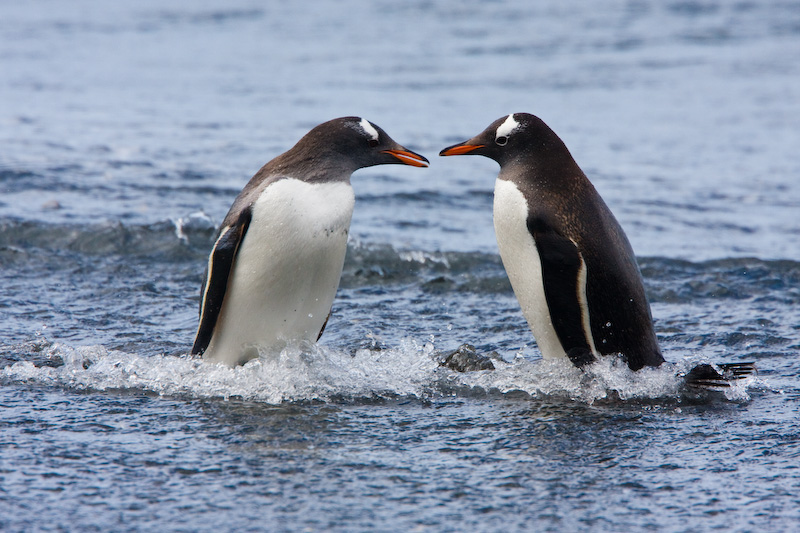 Gentoo Penguins In Surf